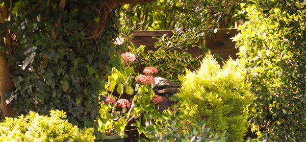 View of flowering plants and leaves on tree