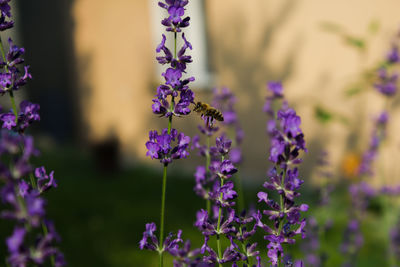 Close-up of purple lavender flowers