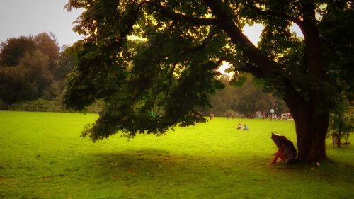 Trees on grassy field