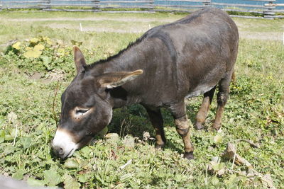 Horse grazing on field