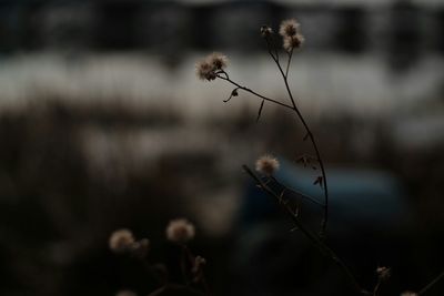 Close-up of plant growing on field