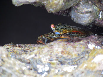 Close-up of crab
