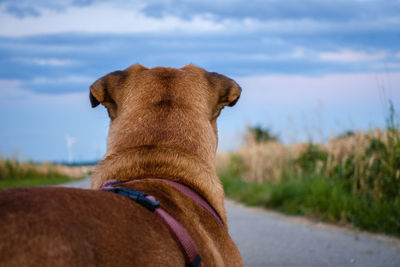 Close-up of a dog on the road