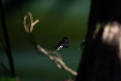 Close-up of duck in a lake