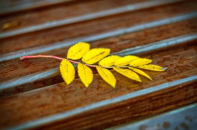 Close-up of yellow autumn leaf