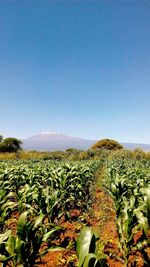 Plants growing on field against clear sky