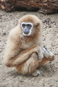 Portrait of lion sitting on land