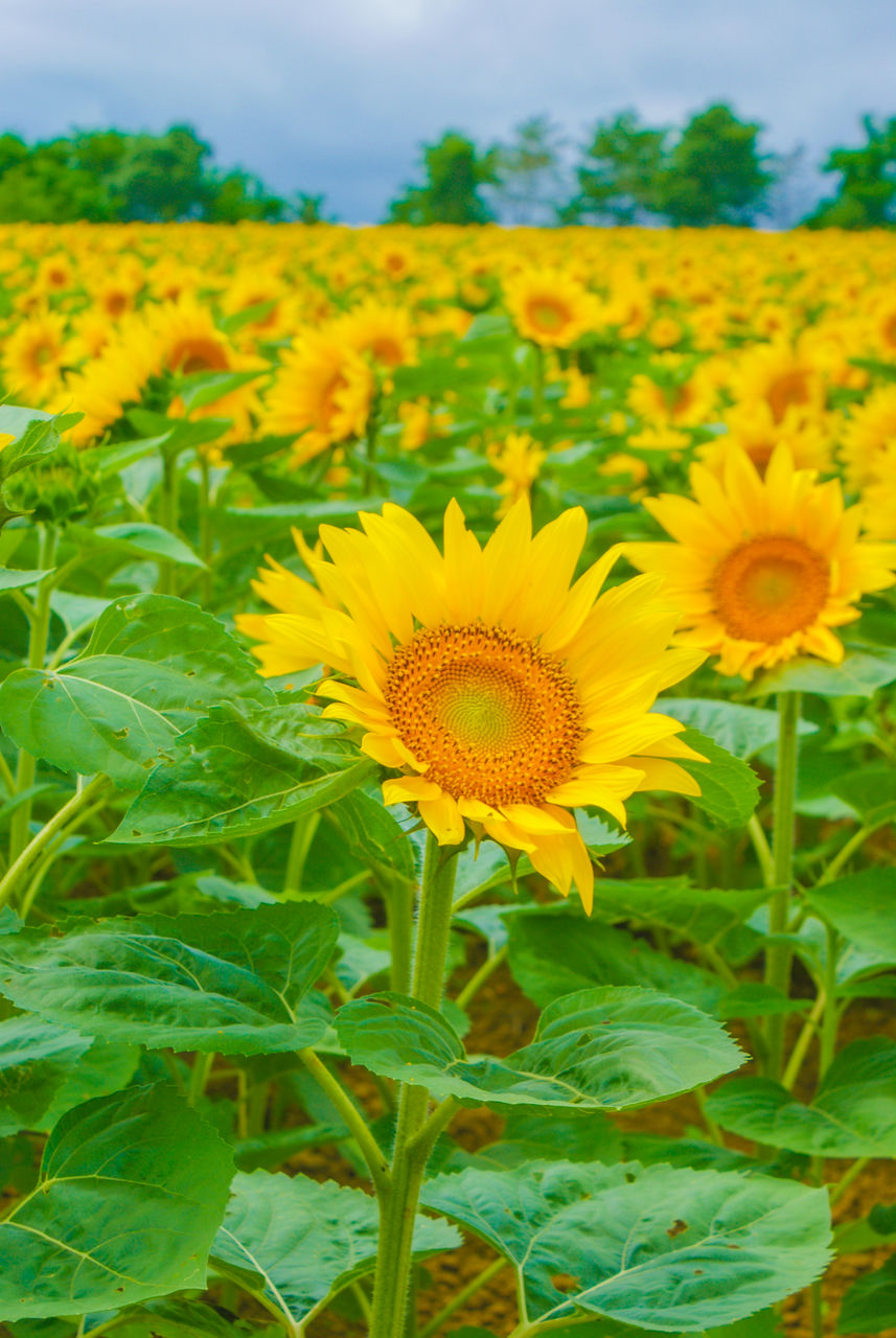 plant, flower, sunflower, flowering plant, beauty in nature, freshness, growth, yellow, field, flower head, nature, landscape, land, rural scene, inflorescence, agriculture, sky, petal, fragility, cloud, environment, plant part, leaf, no people, crop, farm, close-up, green, vibrant color, springtime, blossom, summer, outdoors, sunflower seed, day, scenics - nature, botany, focus on foreground, pollen, abundance, wildflower, asterales, tranquility