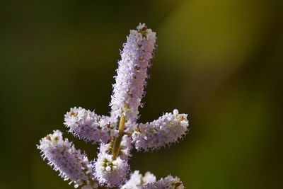 Close-up of frozen plant