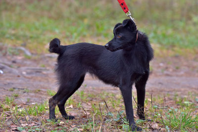 Black dog standing on field