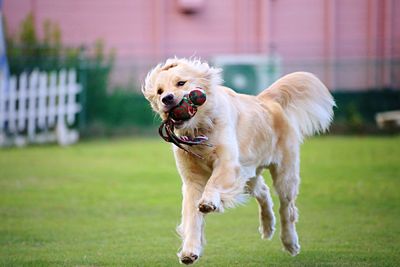 Dog on grass