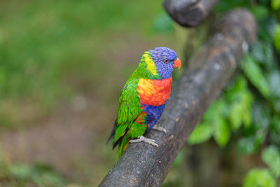 Close-up of parrot perching on tree