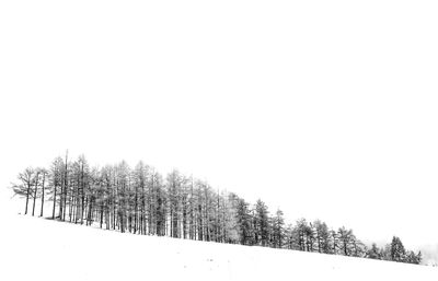 Pine trees on snow covered land against sky