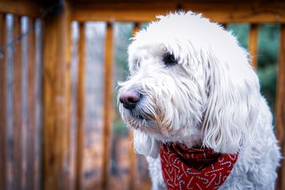 Close-up of dog looking away