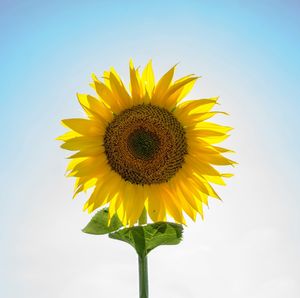 Low angle view of sunflower blooming against clear sky