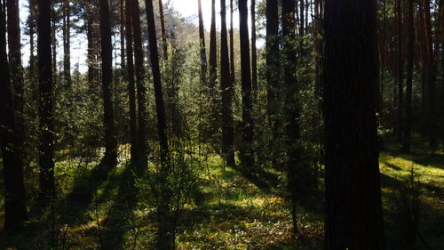 Scenic view of forest