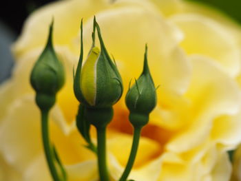 Close-up of yellow flower