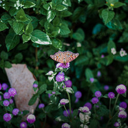 Close-up of butterfly on purple flowering plant