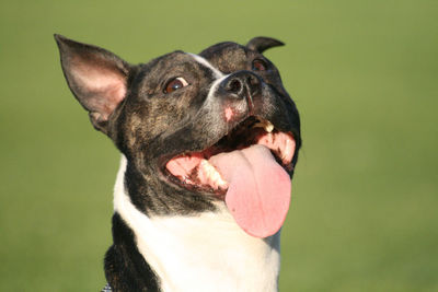 Close-up of staffordshire bull terrier