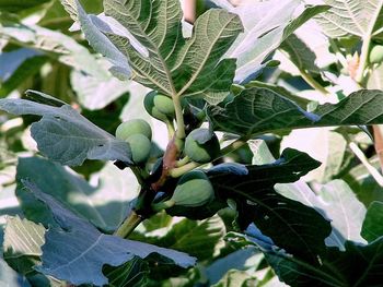 Close-up of leaves