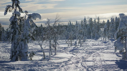 Trees on snow covered field against sky