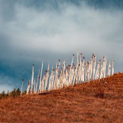 Plants on field against sky