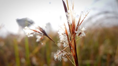 Close-up of plant on field