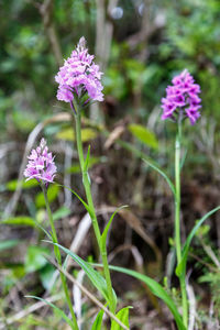 Close-up of pink flowers blooming outdoors