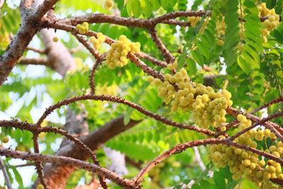 Low angle view of fruits on tree