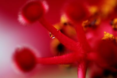 Close-up of red flower