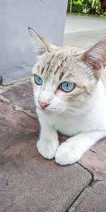 Close-up of a cat looking away