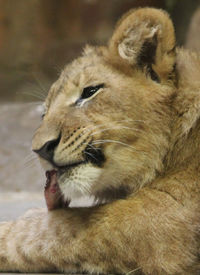 Close-up of a cat looking away