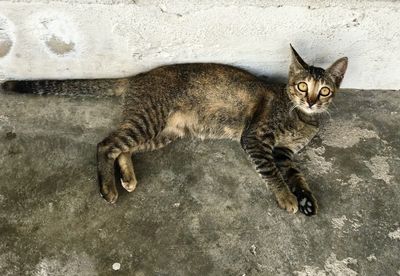 Portrait of cat lying on wall