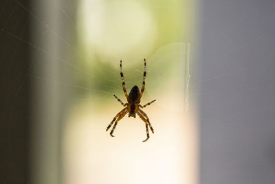 Close-up of spider