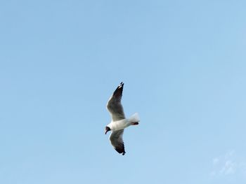 Low angle view of seagull flying