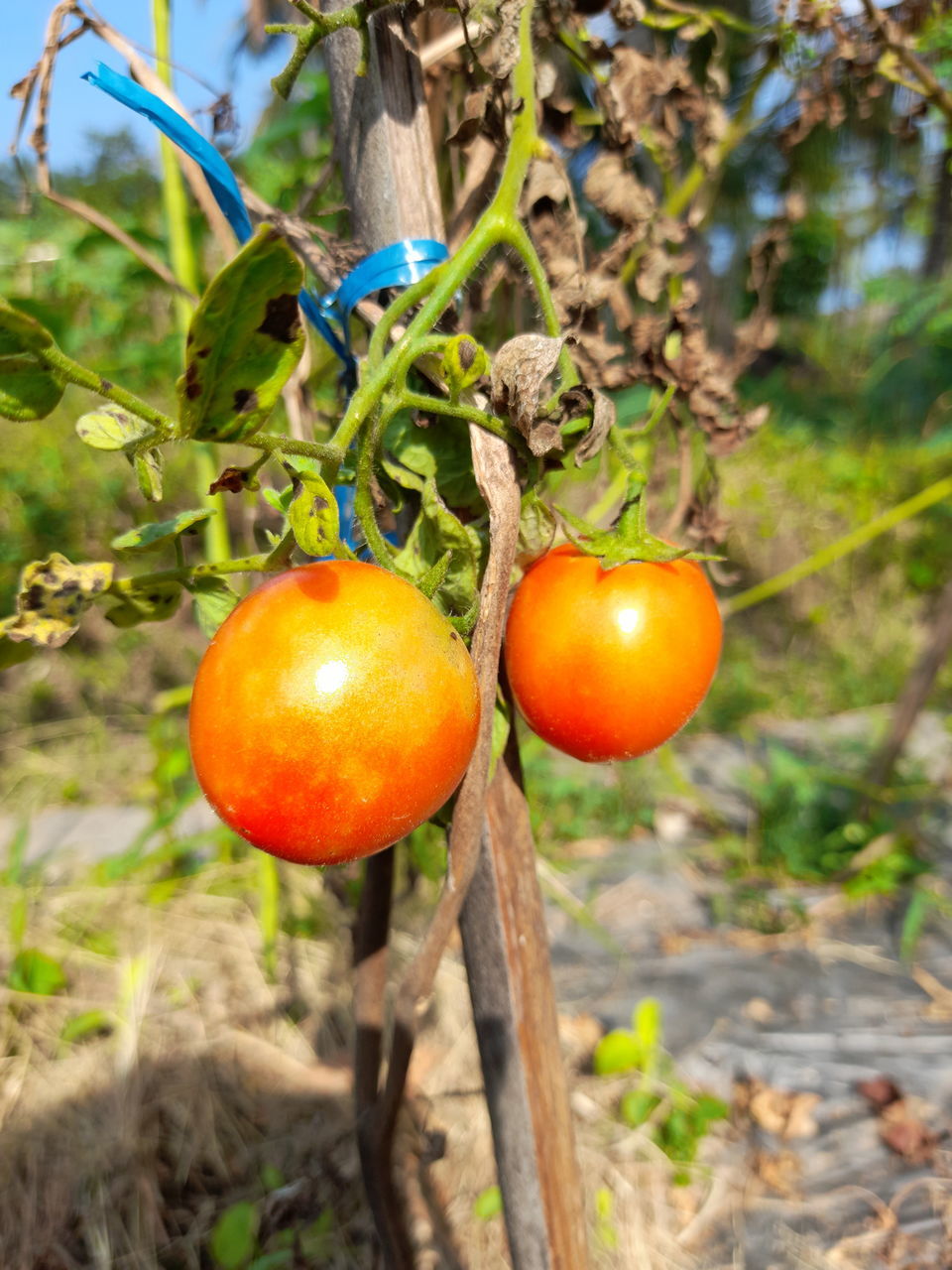 CLOSE-UP OF TOMATOES GROWING ON TREE