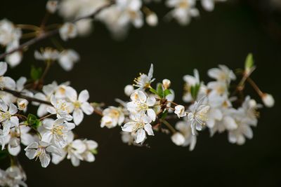Close-up of white cherry blossoms in spring