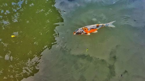 High angle view of lake