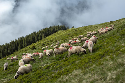 Sheep grazing on field