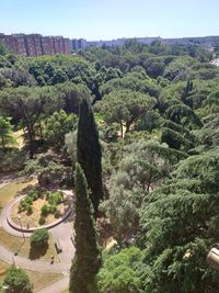 Trees in forest against sky