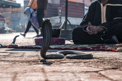 Cobra snake on pavement with snake charmer in background