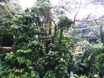 Low angle view of trees