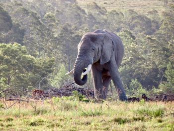 Close-up of elephant