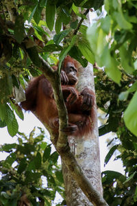 Low angle view of lizard on tree