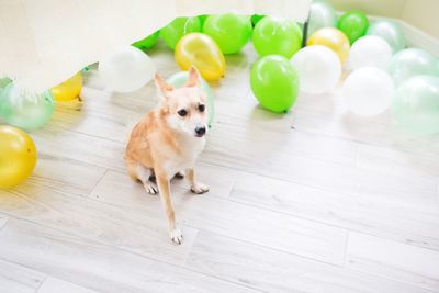 High angle view of dogs on hardwood floor