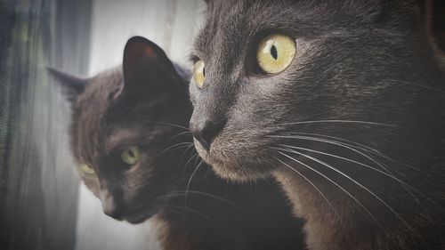 Close-up of cat looking away