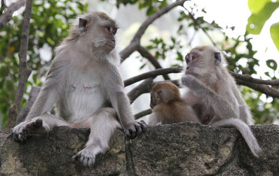 Close-up of monkey on tree branch