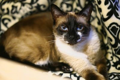 Close-up portrait of cat at home