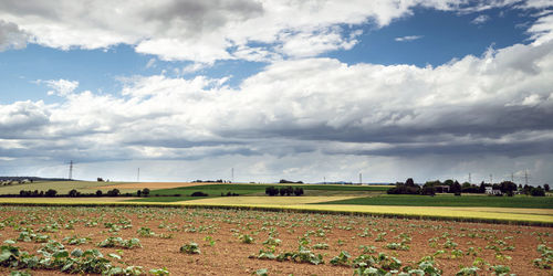 Scenic view of agricultural field against sky