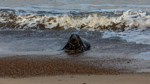 View of crab on beach